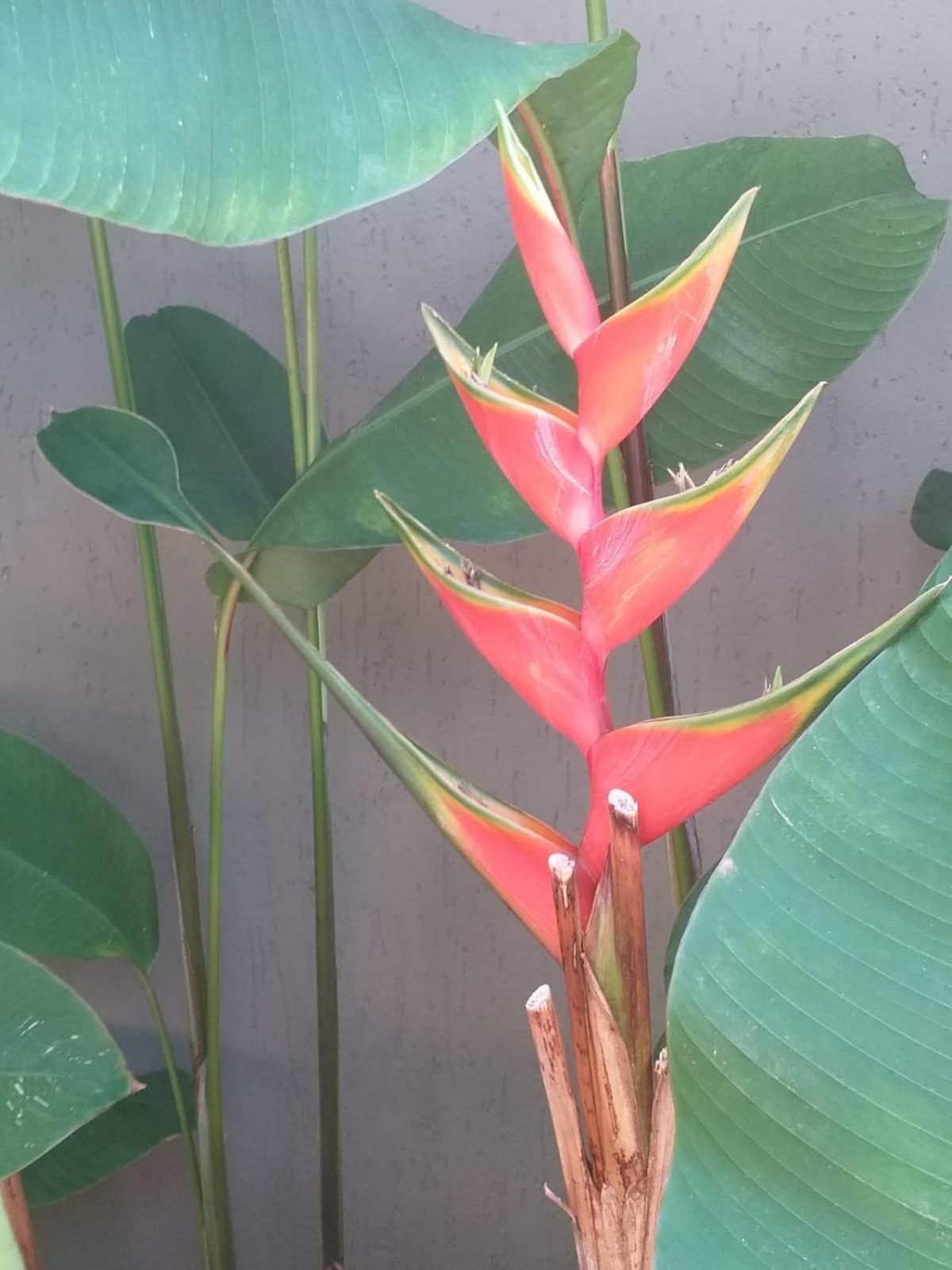Chale Tulipa - Centro Praia Da Pipa Praia de Pipa Eksteriør billede